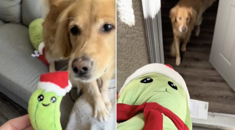 Chance the dog gets pickle toy @CHANCETHEPUPPER