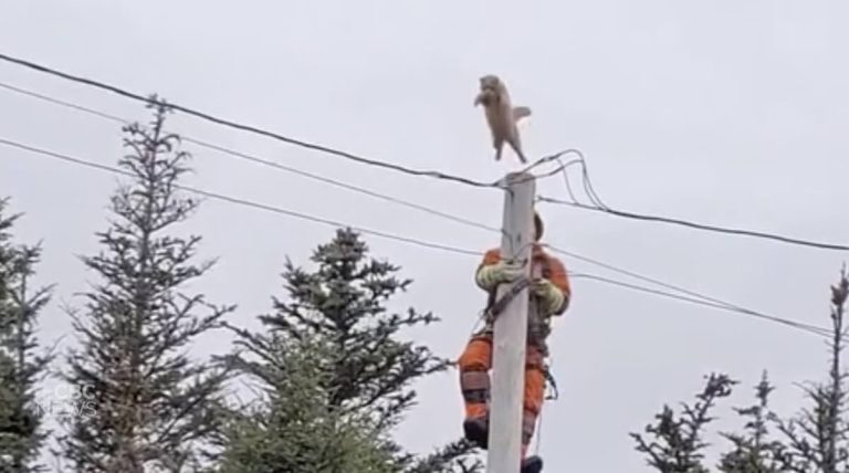 Cat Makes Crazy Leap From Utility Pole As Man Attempts Rescue