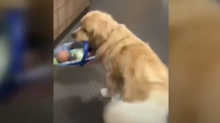 Fluffy Thief Caught ‘Red Handed’ Stealing Donated Toys From Police
