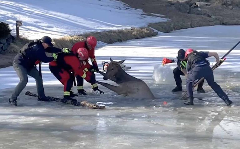 elk freed from frozen lake in Colorado