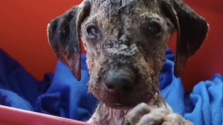 Griffin puppy rescued
