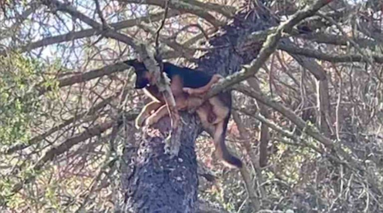 Family Finds Their Lost German Shepherd ‘Barked (High Up) The Wrong Tree’