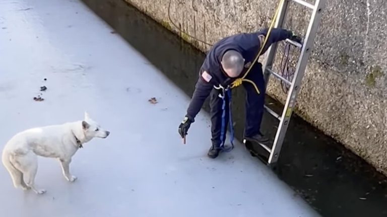 Firefighter Climbs Onto Melting Ice to Rescue Husky