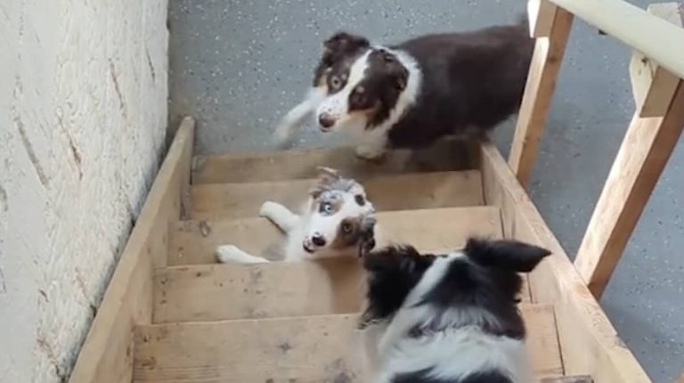 puppy tries to get up the stairs