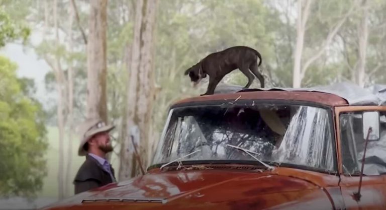 Rescuers Notice Something Special About Pittie Puppy Spinning In Circles
