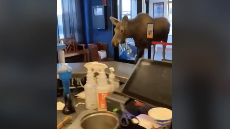 moose comes to theatre