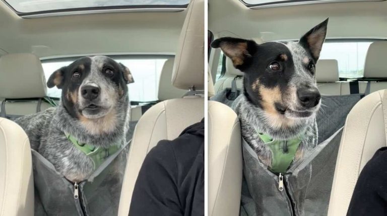 dog excited to go to grandparents