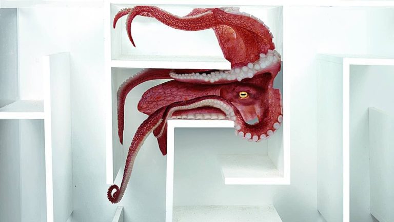 Octopus Figures Out Complex Underwater Maze That Man Builds As Intelligence Test