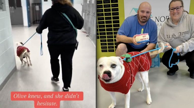 After 456 Days At Shelter, Dog Rushes To Meet Her New Family And Go Home For Christmas