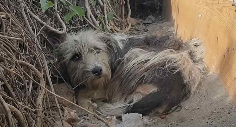 Abandoned Dog Lets Go of All Her Fears and Bonds with Her New Grandpa