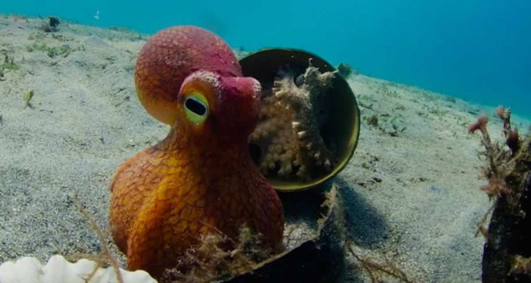 Spy Robot Octopus Helps Real One Escape Sharks And Gets Thanks
