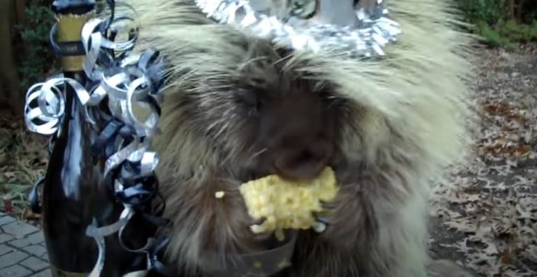 Talking Porcupine Celebrates The New Year Munching ‘Way Too Much Corn’