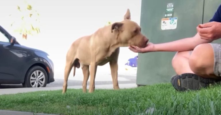 Rescuer Approaches Friendly Stray Dog When He Suddenly Realizes He Has Made A Big Mistake