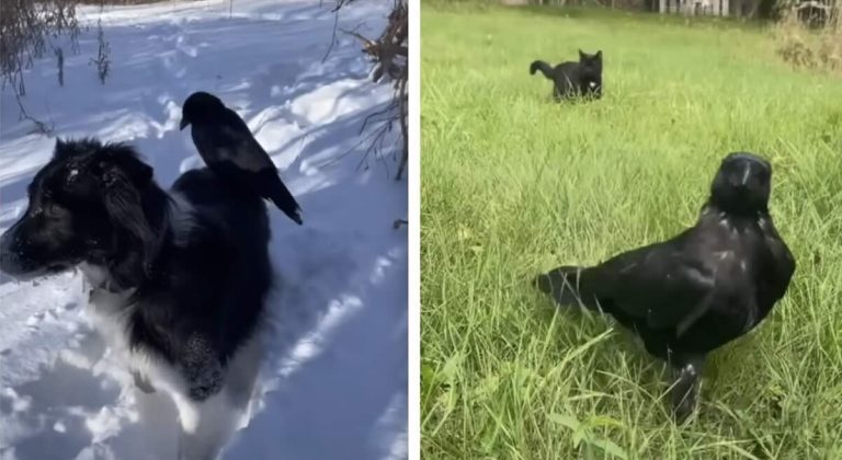 Wild Crow Has Incredible Friendship With Woman And Her Dog And Cat