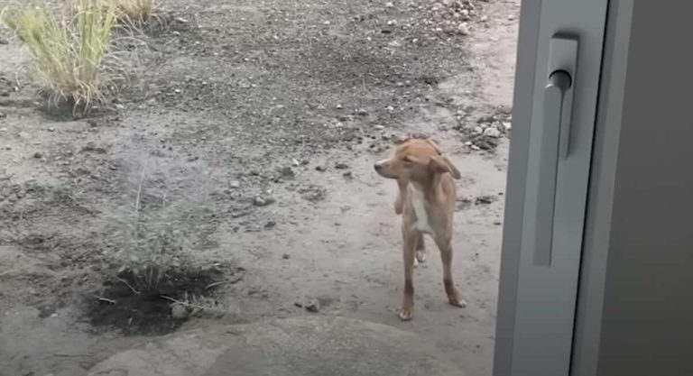 Woman Moves In To New House And Discovers Skinny Puppy Outside