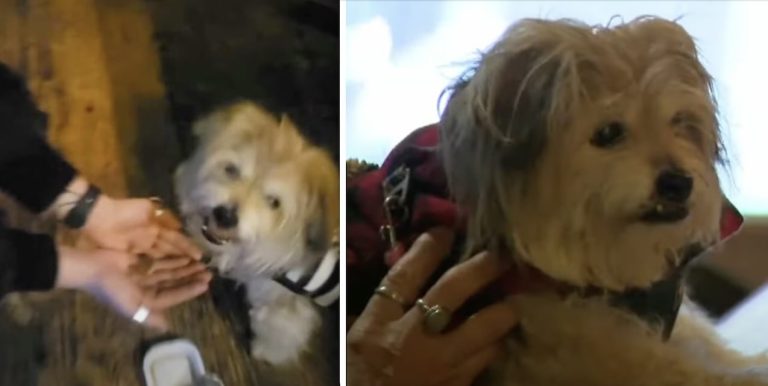Woman Frantically Searches For Her Missing Senior Dog, Discovers He’s At Local Bar Making Friends