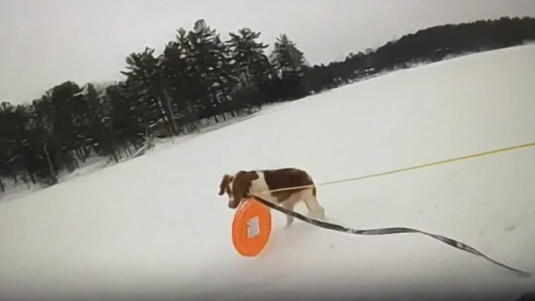 dog helps Michigan police rescue owner from icy lake