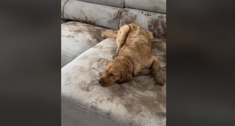 dog muddies couch