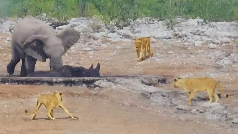 Elephants Try Valiantly To Save Stuck Rhino from Hungry Lions