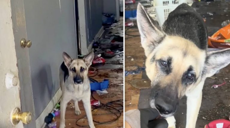 Hattie the German Shepherd rescued