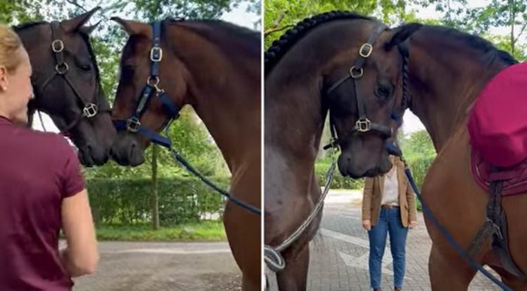 Horse Brothers React To Seeing Each Other After Many Years Apart