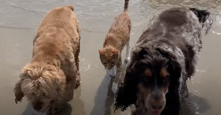Marlin the cat with his canine siblings