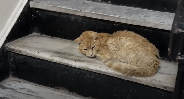 Matted stray cat asks for help