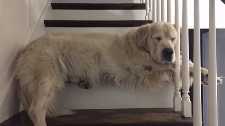 dog's favorite stair
