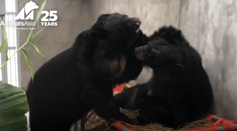 moon bears reunite