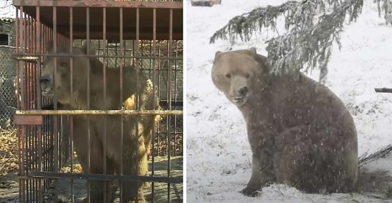 Nash the bear rescued