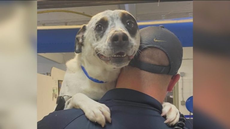 Neo the shelter dog rescued