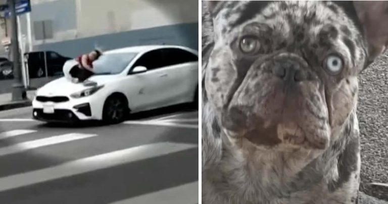 French Bulldog stolen, owner clings to car