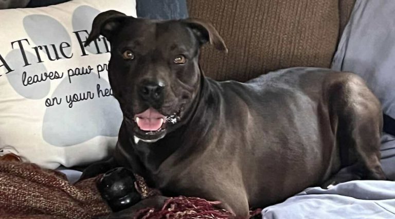 Roxy adopted after 5 years in shelter