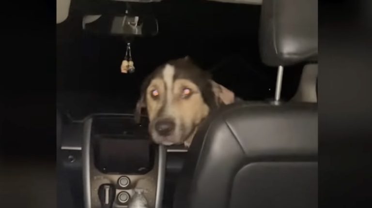 stray dog jumps into woman's car