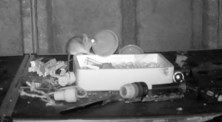 mouse tidies up