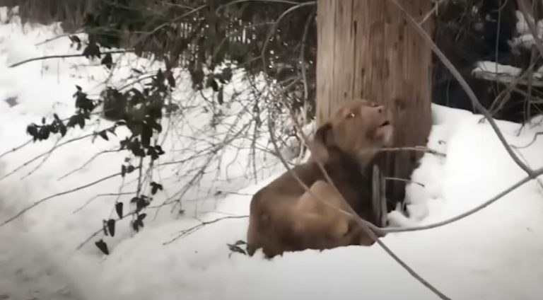 Abandoned Puppy Howling In The Cold Is ‘King Of The Castle’ Now
