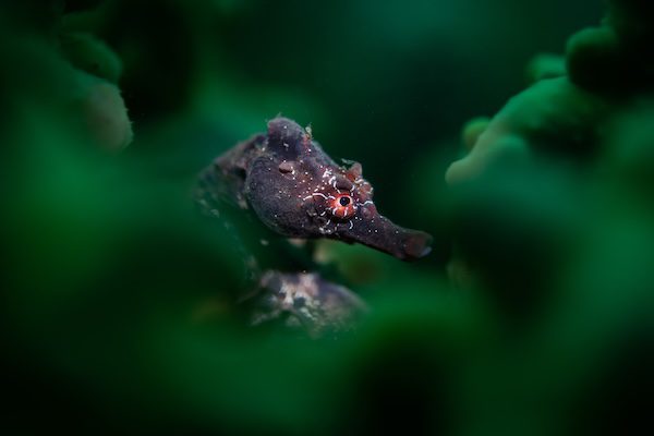 Winners of Underwater Photographer of the Year Evoke Life In The Seas  with Spectacular Images