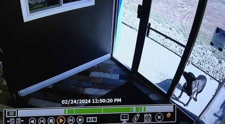 dog runs to doggie daycare after car crash