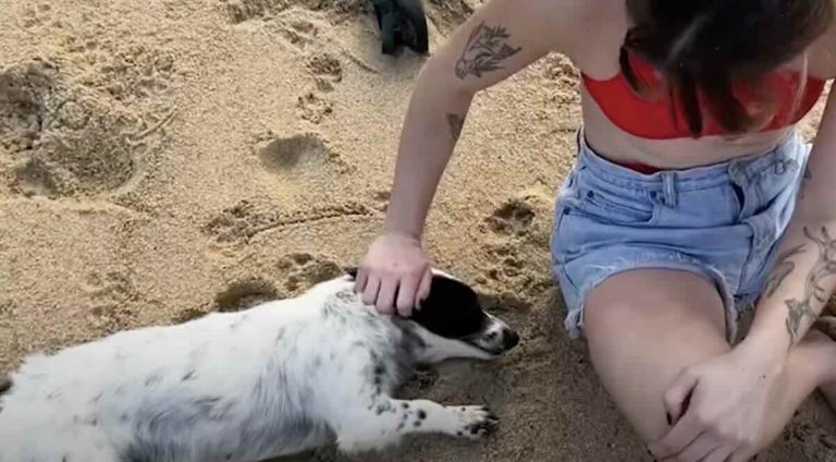 stray dog follows couple around in Mexico