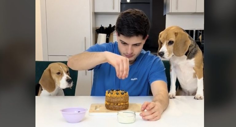 cooking with beagles