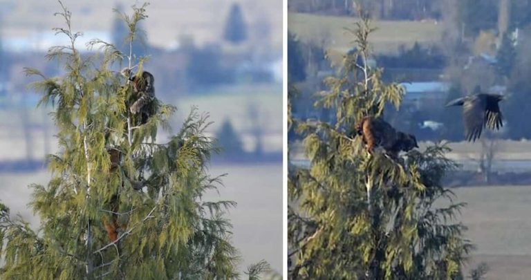 cougar fights bobcat in tree