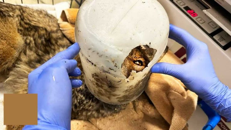 Rescuers Think They Rescued A Dog But Are Surprised When They Lift The Bucket Off His Head
