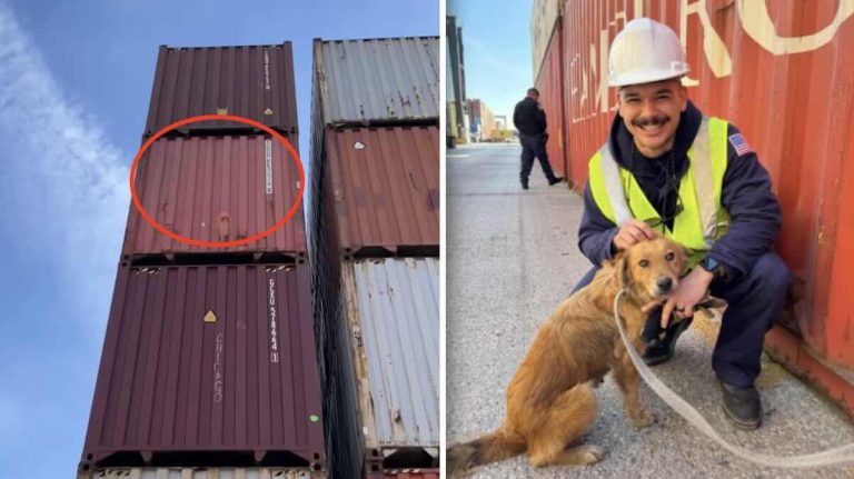 Dog Trapped In Shipping Container ‘For at Least a Week’ Found By Incredible Stroke Of Luck