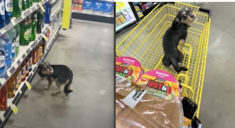 Man Spots Stray Dog Running Around Dollar General Store and Makes Life-Changing Decision