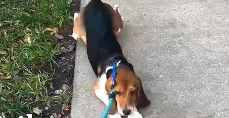 Beagle Rescued From Lab Crawls On Her Very First Walk Outside