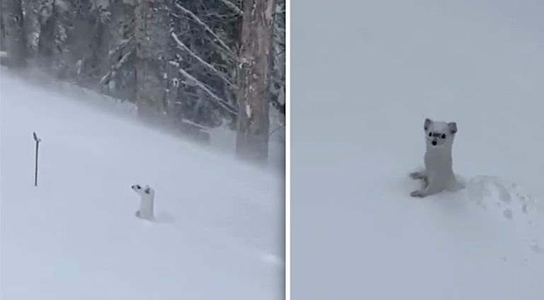 ermine seen in snow by skier