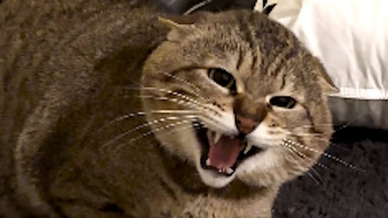 Cat Who Scares His Rescuer Becomes Big Softie When He Meets Other Cat