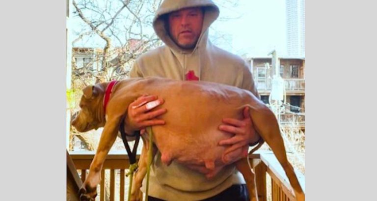 man fosters very pregnant pittie