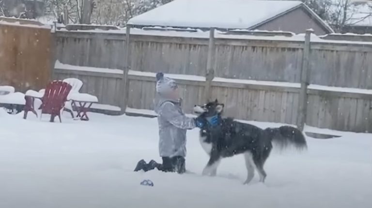Rescued Husky Becomes Different Dog When He Sees Snow For The Very First Time
