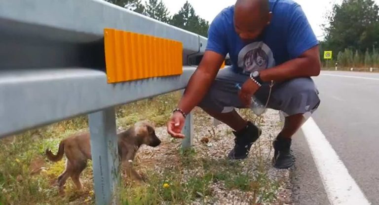 Couple Who Saves Puppy from Roadside Shocked When Told to Put Her Back There